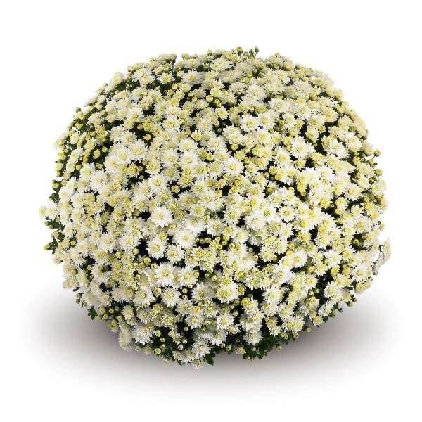 belgian-mum-espero-white-garden-mums-1642113148.jpg