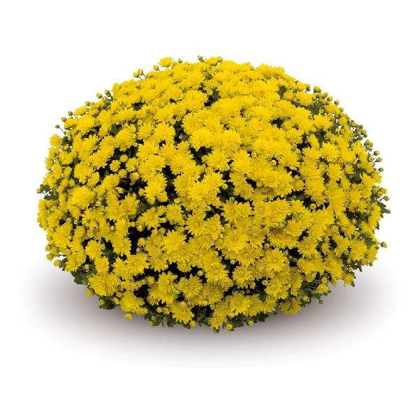 belgian-mum-espero-yellow-garden-mums-1642113192.jpg