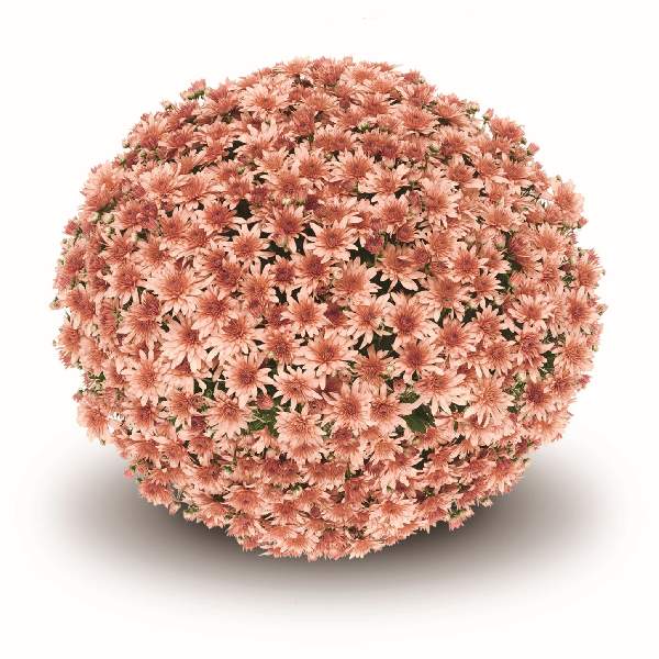belgian-mum-fonti-coral-garden-mums-1642111041.jpg
