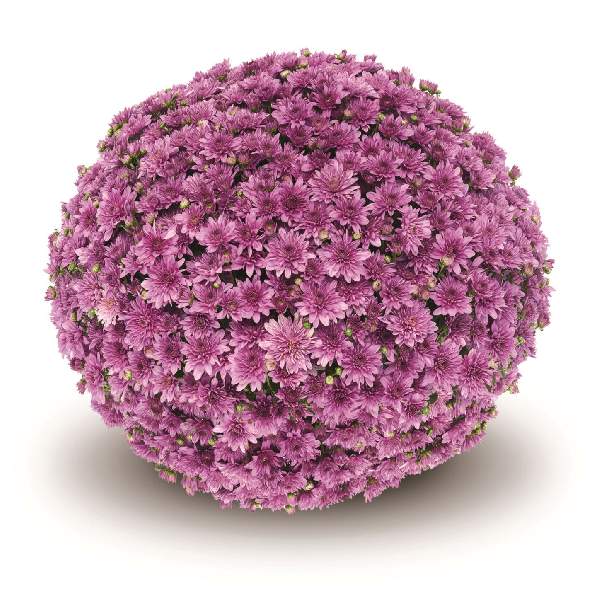 belgian-mum-fonti-dark-pink-garden-mums-1642111150.jpg