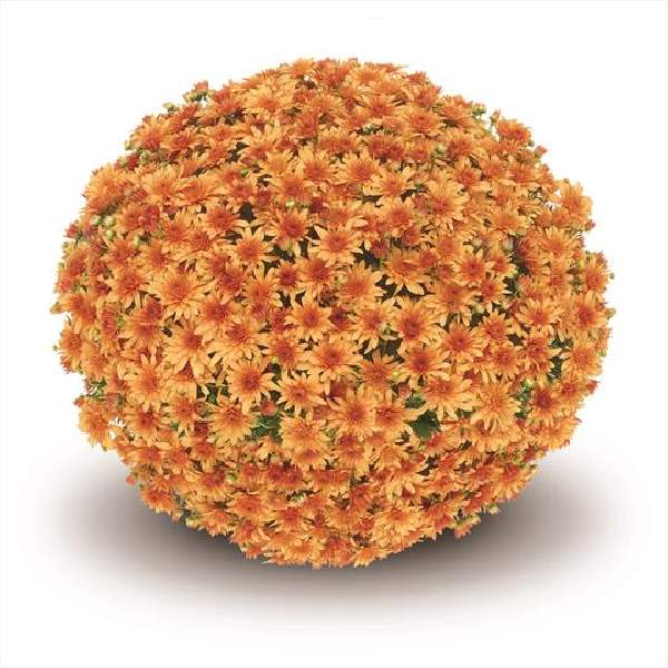 belgian-mum-fonti-orange-garden-mums.jpg
