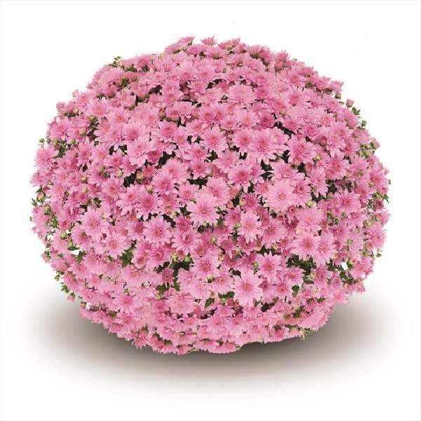 belgian-mum-fonti-pink-garden-mums.jpg