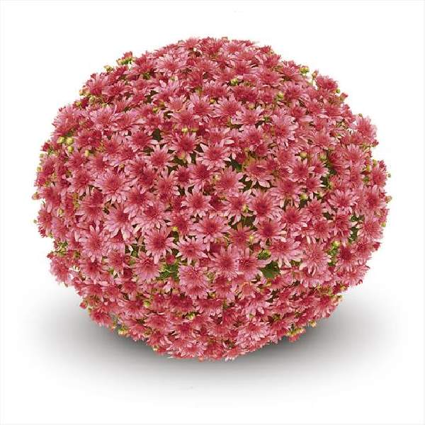 belgian-mum-fonti-red-garden-mums.jpg