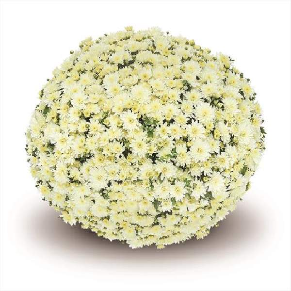 belgian-mum-fonti-white-garden-mums.jpg
