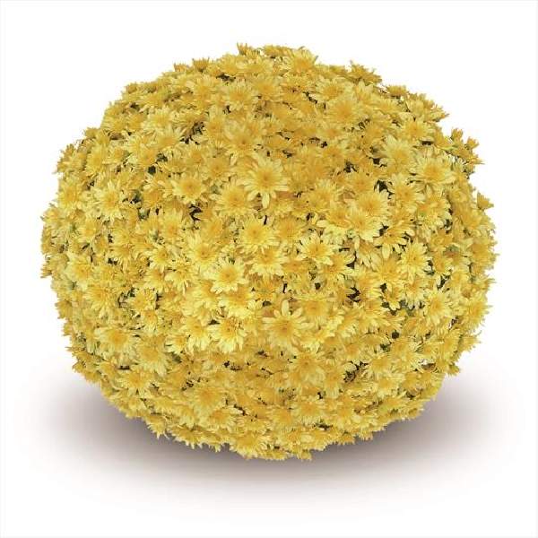 belgian-mum-fonti-yellow-garden-mums.jpg