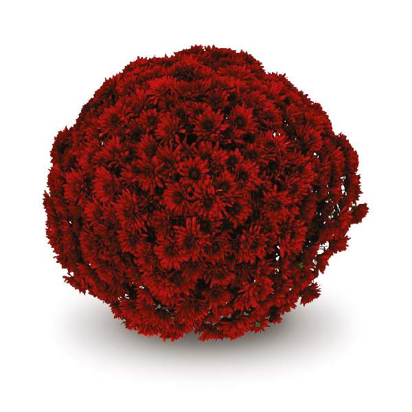 belgian-mum-granata-red-garden-mums-1642113238.jpg