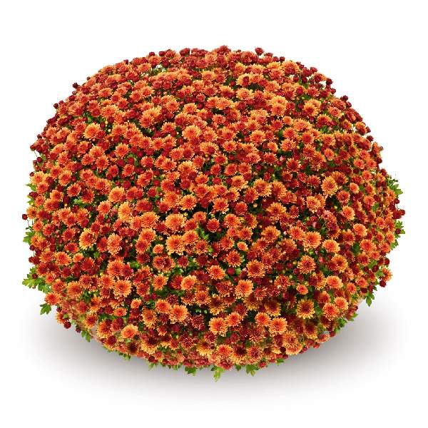 belgian-mum-jasoda-orange-garden-mums-1642113339.jpg