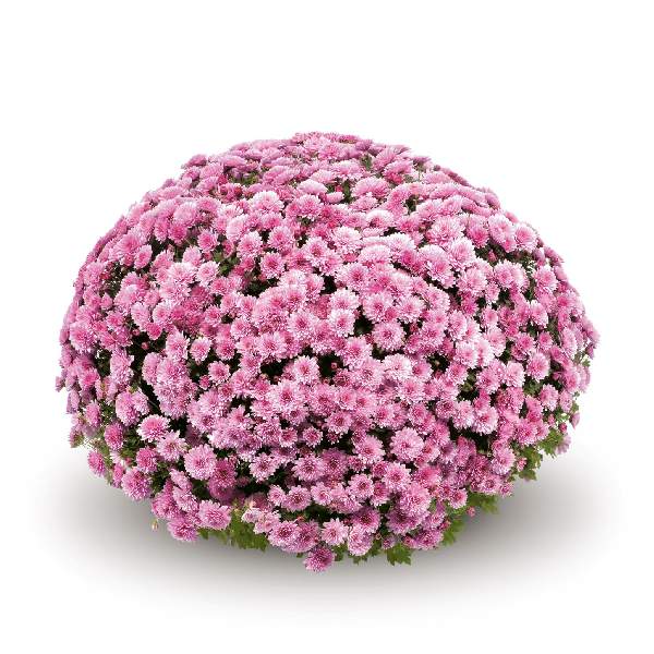 belgian-mum-jasoda-pink-garden-mums-1642113388.jpg