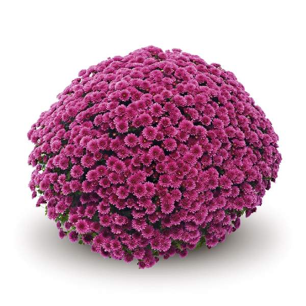 belgian-mum-jasoda-purple-garden-mums-1642113436.jpg