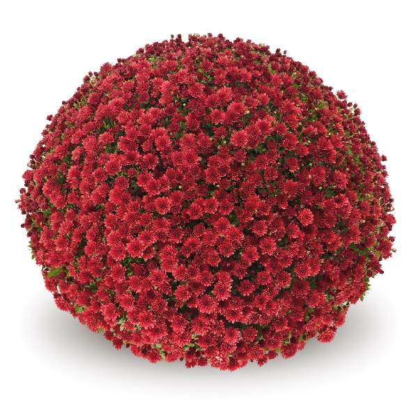belgian-mum-jasoda-red-garden-mums-1642113488.jpg