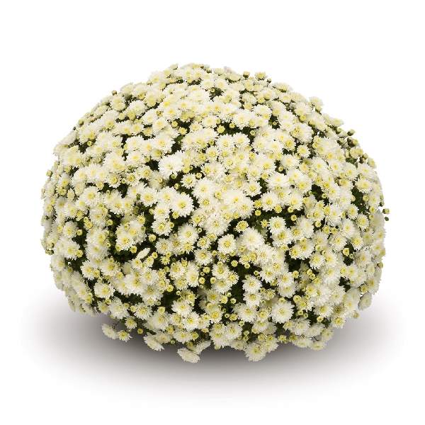 belgian-mum-jasoda-white-garden-mums-1642113540.jpg