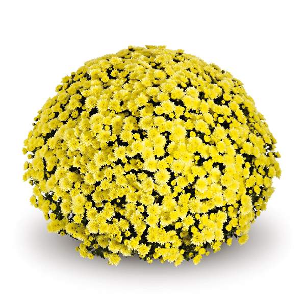 belgian-mum-jasoda-yellow-garden-mums-1642113599.jpg