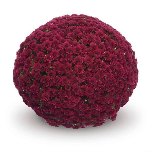 belgian-mum-koko-purple-garden-mums-1642111216.jpg