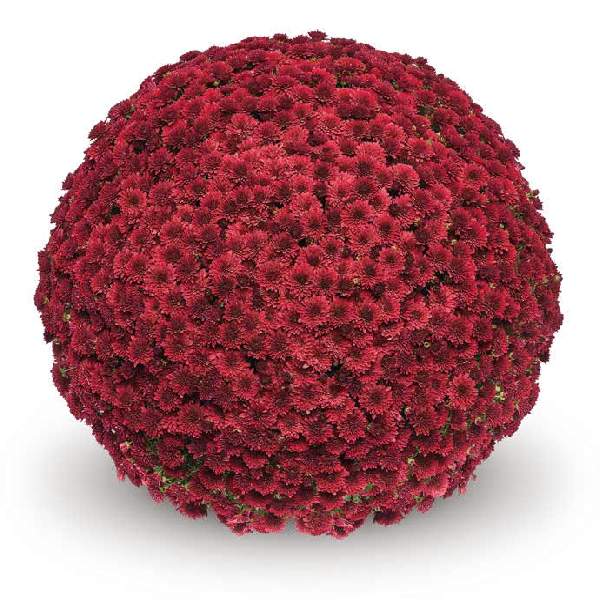 belgian-mum-koko-red-garden-mums-1681589918.jpg
