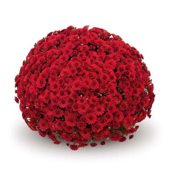belgian-mum-lava-red-garden-mums-1642113649.jpg