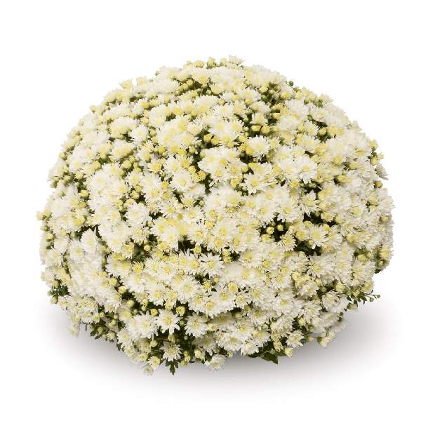 belgian-mum-lesconil-white-garden-mums-1642113698.jpg