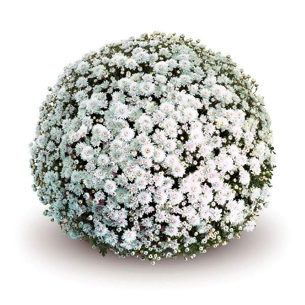 belgian-mum-mabel-white-garden-mums-1642113743.jpg