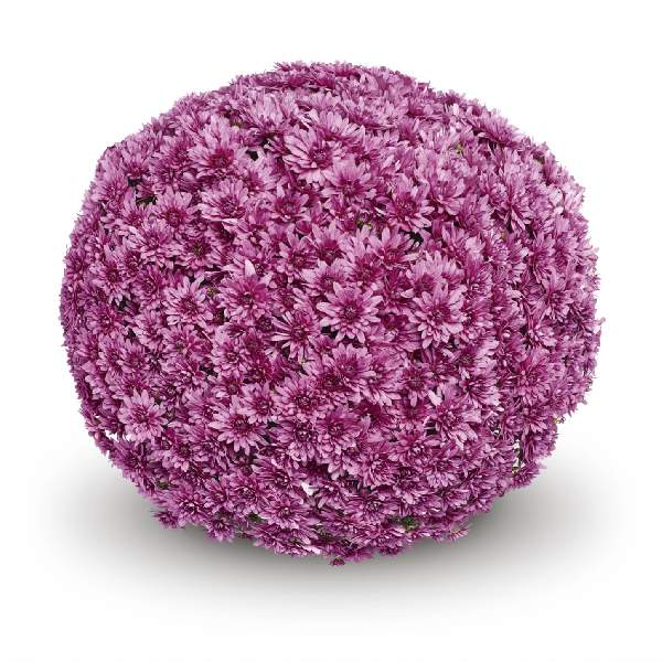 belgian-mum-magnus-pink-garden-mums-1642111382.jpg