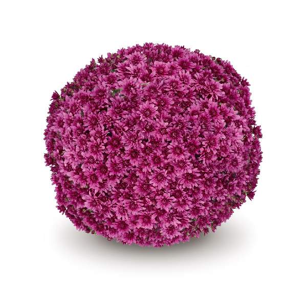 belgian-mum-magnus-violet-garden-mums-1642113805.jpg