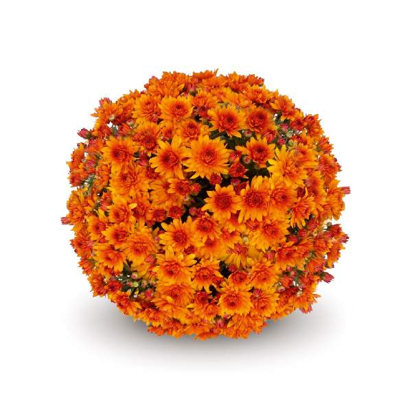 belgian-mum-mika-orange-garden-mums-1642113949.jpg