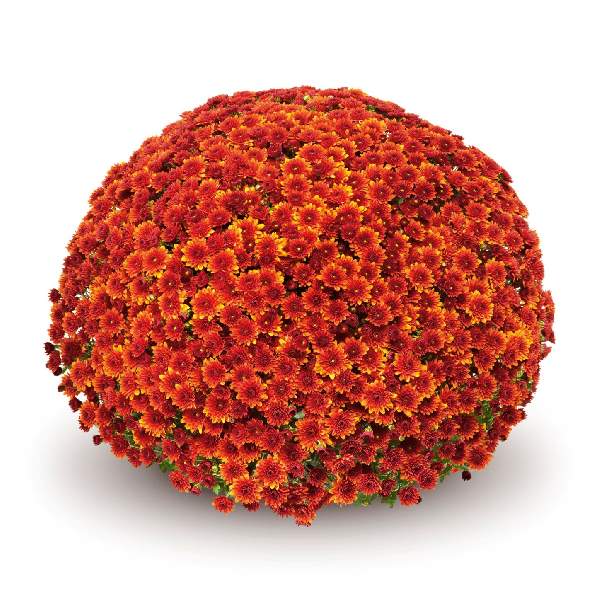 belgian-mum-miora-orange-garden-mums-1642114031.jpg