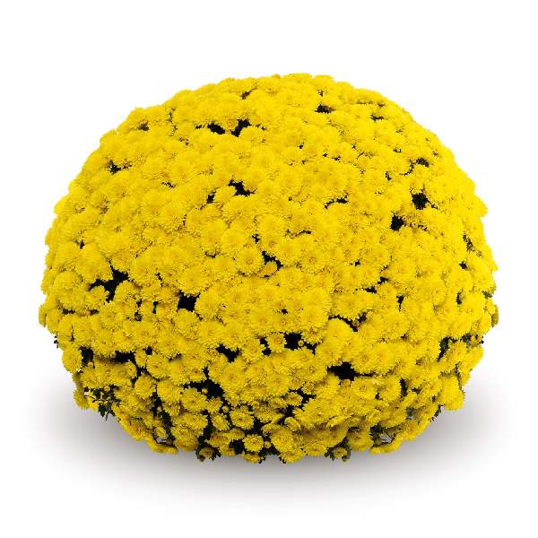 belgian-mum-mouria-yellow-garden-mums-1642114080.jpg