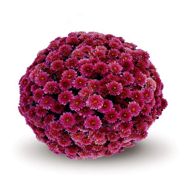 belgian-mum-padre-cerise-garden-mums-1642114131.jpg