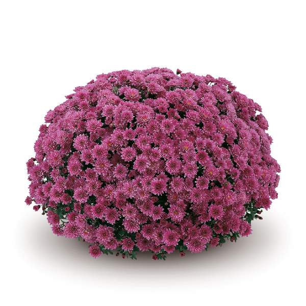belgian-mum-padre-lilac-garden-mums-1642114179.jpg