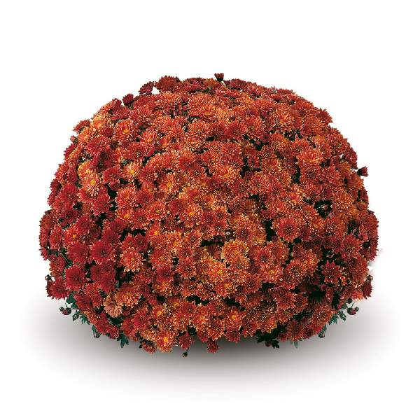 belgian-mum-padre-orange-garden-mums-1642114327.jpg