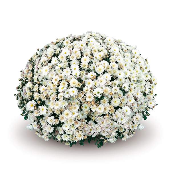 belgian-mum-padre-white-garden-mums-1642114376.jpg
