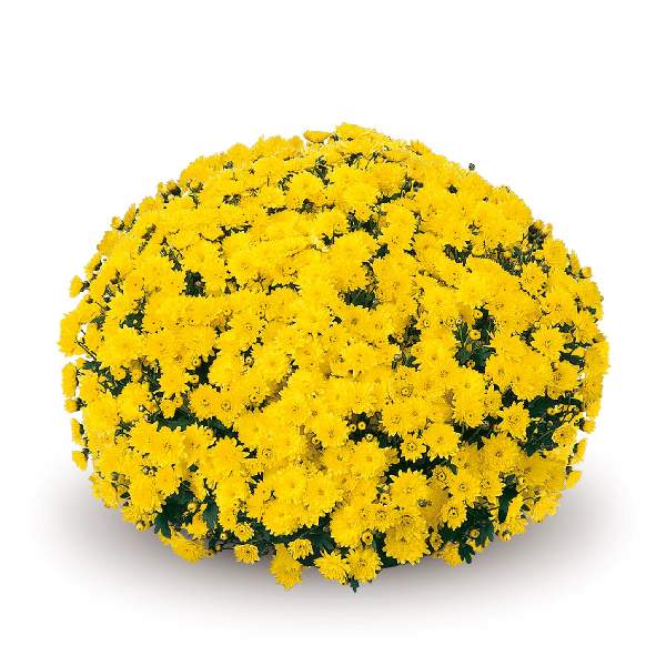 belgian-mum-padre-yellow-garden-mums-1642114427.jpg