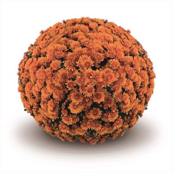belgian-mum-peroni-orange-garden-mums.jpg