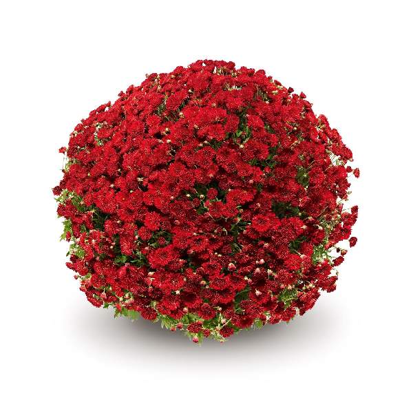 belgian-mum-pobo-red-garden-mums-1642114530.jpg
