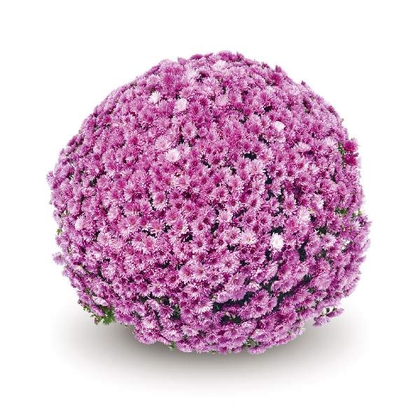 belgian-mum-pomona-violet-garden-mums-1642114595.jpg