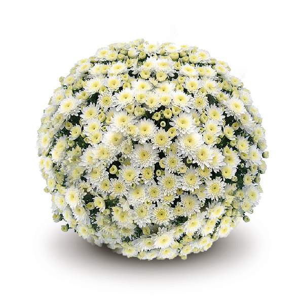 belgian-mum-prima-white-garden-mums-1642114670.jpg