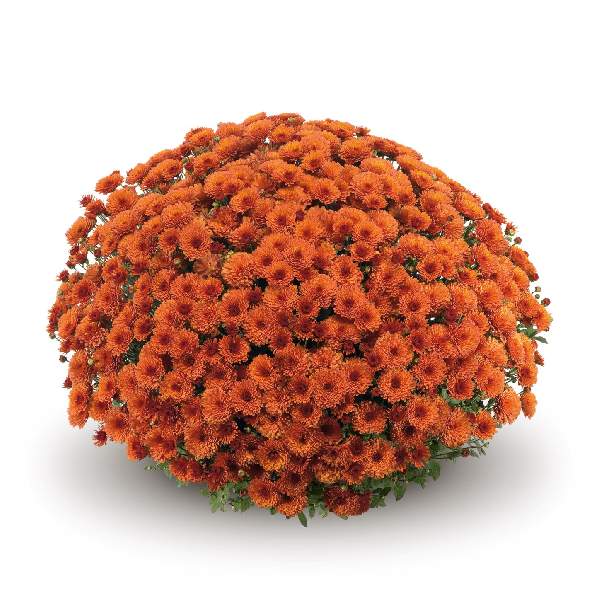 belgian-mum-rhinos-orange-garden-mums-1642114733.jpg