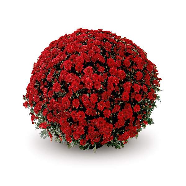 belgian-mum-savona-red-garden-mums-1642114867.jpg