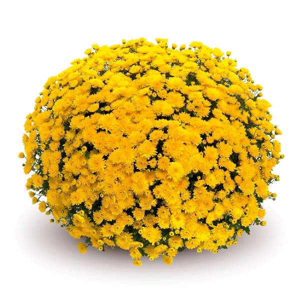 belgian-mum-sinelli-yellow-garden-mums-1642114960.jpg