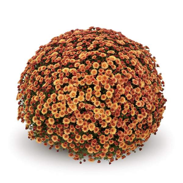 belgian-mum-staviski-orange-garden-mums-1642115023.jpg