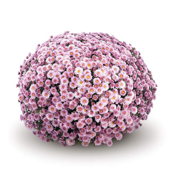 belgian-mum-staviski-pink-garden-mums-1642115085.jpg