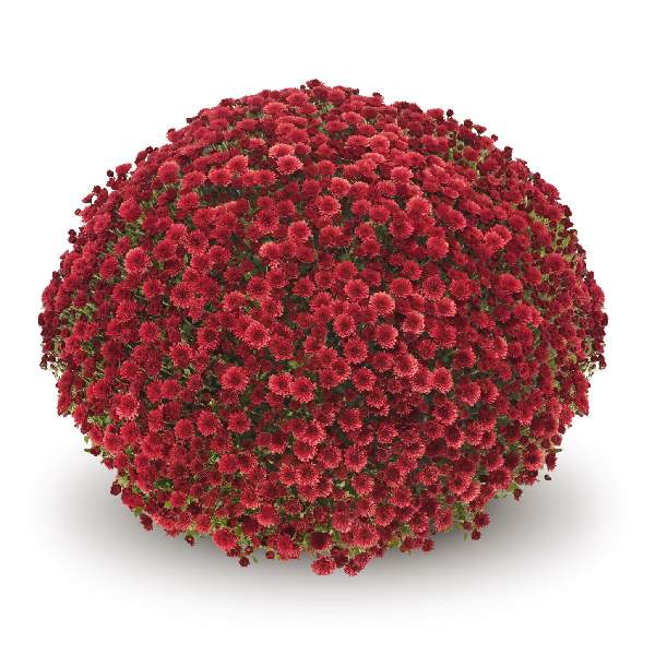 belgian-mum-staviski-red-garden-mums-1642115143.jpg