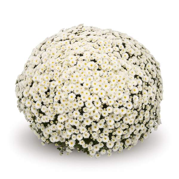 belgian-mum-staviski-white-garden-mums-1642115191.jpg