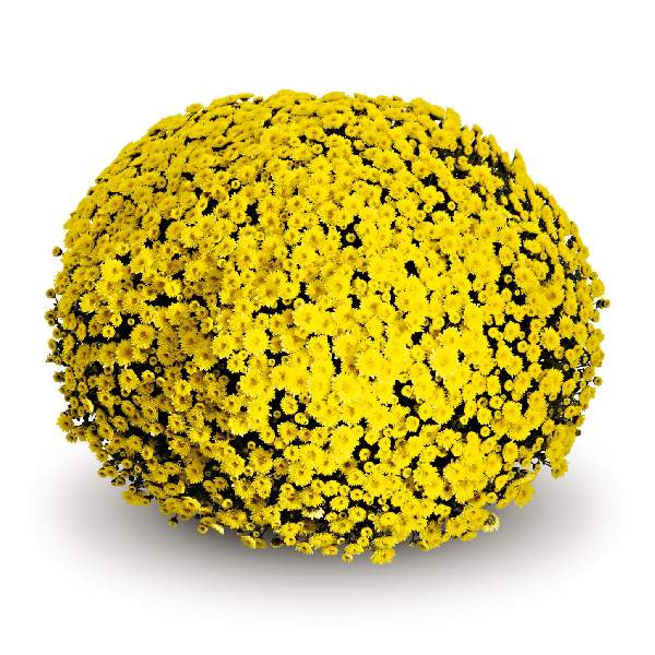 belgian-mum-staviski-yellow-garden-mums-1642115244.jpg