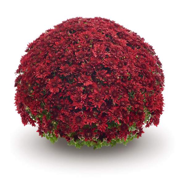 belgian-mum-vega-red-garden-mums-1642115663.jpg