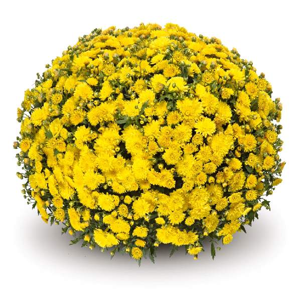 belgian-mum-venos-yellow-garden-mums-1642115731.jpg
