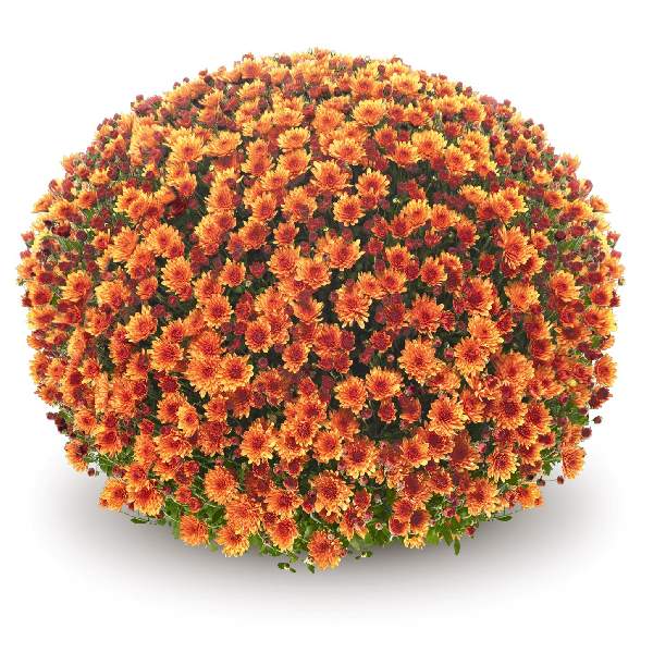 belgian-mum-veritas-orange-garden-mums-1642115788.jpg