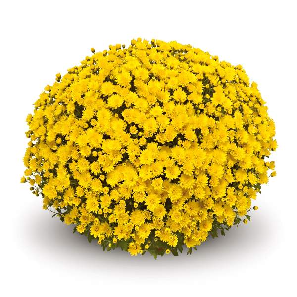 belgian-mum-veritas-yellow-garden-mums-1642115841.jpg