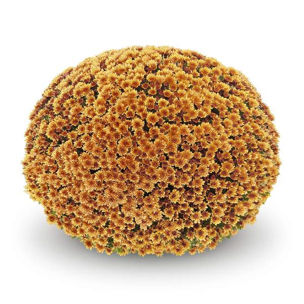 belgian-mum-vigorelli-gold-garden-mums-1642111587.jpg