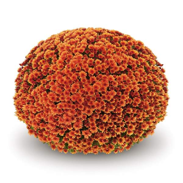 belgian-mum-vigorelli-orange-garden-mums-1642115901.jpg