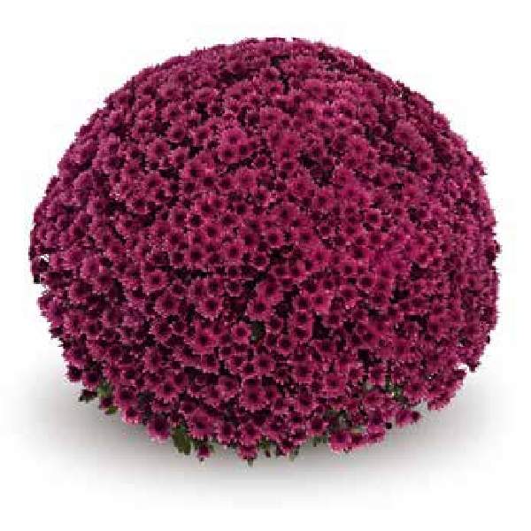 belgian-mum-vigorelli-purple-garden-mums-1681590319.jpg